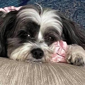 Meet your Posher, Louisa